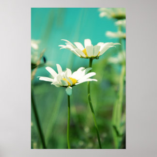 Póster 01 colocado por x