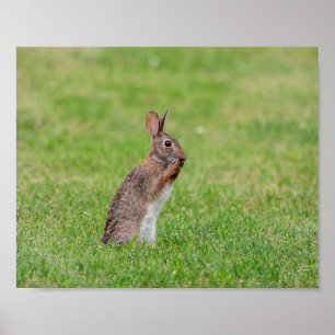 Poster 10x8 Rabbit standing in the grass and looking shy