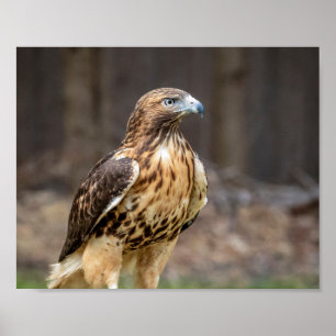 Poster 10x8 Red-tailed hawk in the Hudson Valley