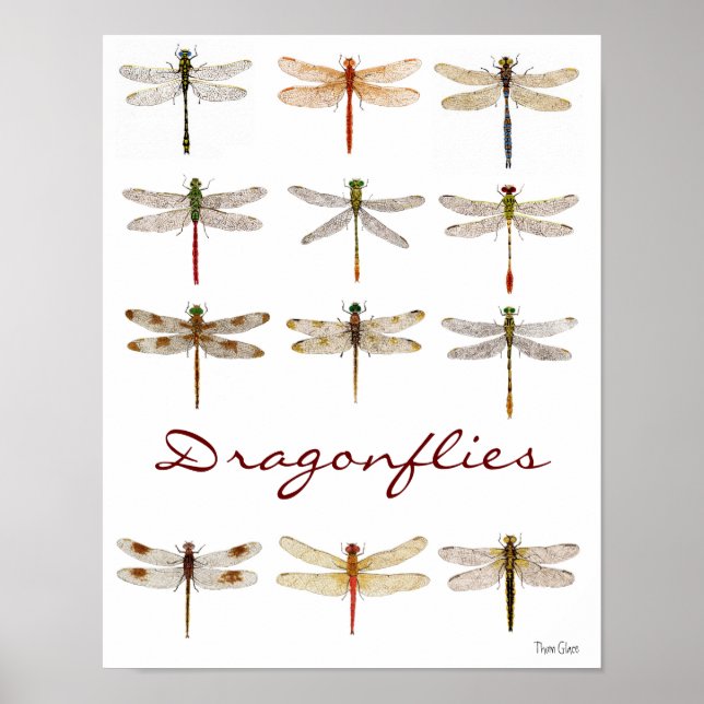 Póster 12 Dragonfly Species (Frente)