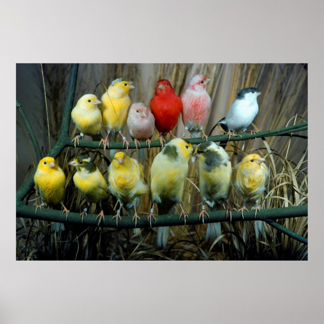 Poster 12 Kanarienvoegel, Kanarienvogel (Serinus canaria (Frente)
