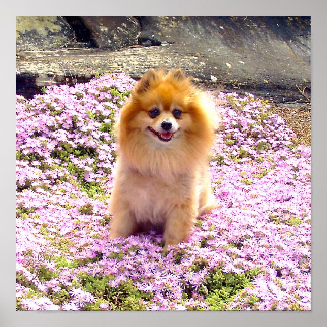 Poster 12x12 Pomerânia Marley com flores rosa (Frente)