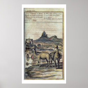 Póster 137-0627924 ilustração de uma história de Peru
