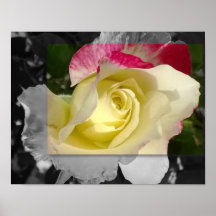 POSTER 14x11, flor amarela