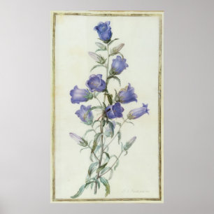 Póster 15: Campanula: Meio 1787