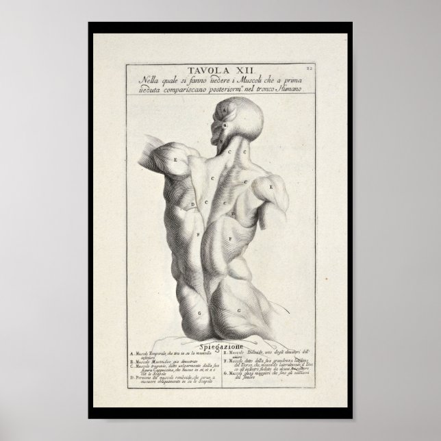 Póster 1691 Anatomia Artística Anatomia Dos Músculos De T (Frente)