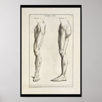 1691 Anatomia Artística Músculos das Pernas Impres
