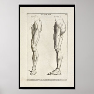 Póster 1691 Anatomia Artística Músculos das Pernas Impres