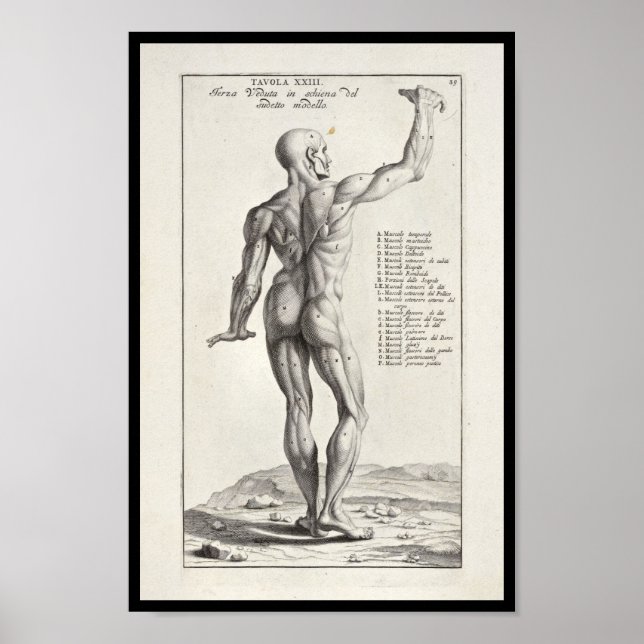 Póster 1691 Anatomia Artística Músculos de Arte Corporal  (Frente)
