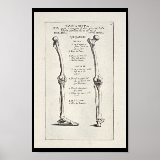 Poster 1691 Artistic Anatomy Leg Bones Art Print (Frente)