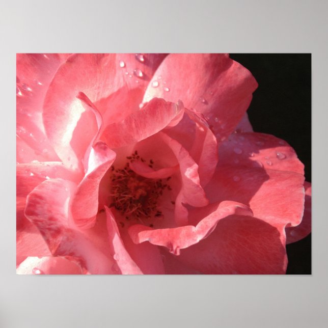 Poster 16 x 12 (Frente)