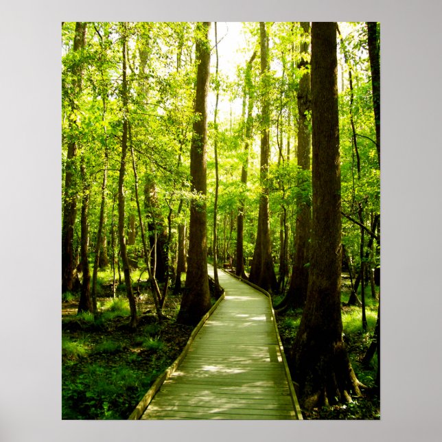 poster 16x20 - Caminho da floresta (Frente)