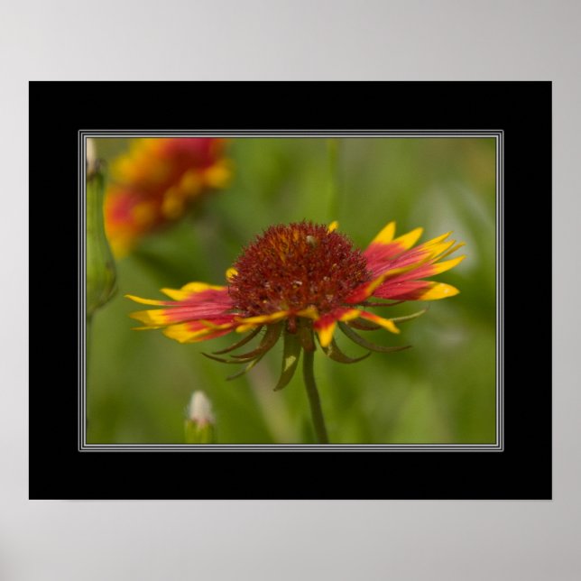 Póster 16x20 Flor-do-índio (Frente)