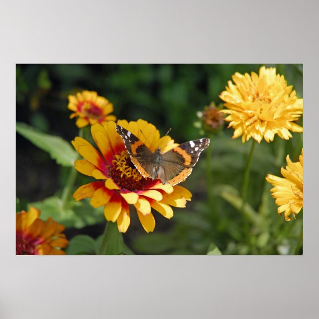 Poster 16x24 Flor e Borboleta-do-índio (Frente)