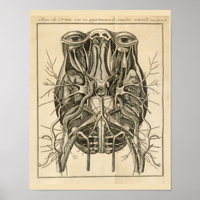 Póster 1744 Olhos Cérebros Nervos Craniais Anatomia Impre (Frente)
