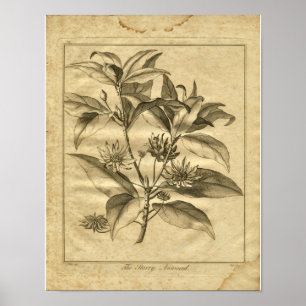 Poster 1817 Anniseed Culpeper Herbal Print
