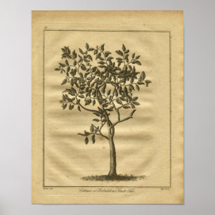 Poster 1817 Culpeador de Fruta Proibido