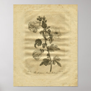 Póster 1817 Marsh Mallows Culpeper Herbal Print