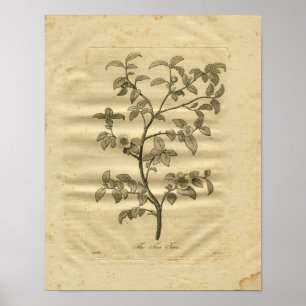 Póster 1817 Tea Tree Culpeper Herbal Print