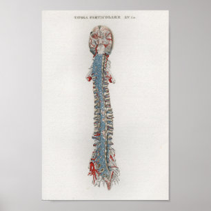 Poster 1833 da anatomia da espinha do cérebro do