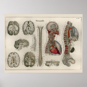 Poster 1837 da arte da anatomia dos nervos do