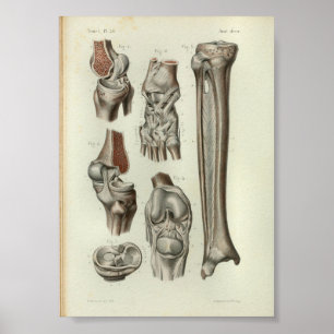 Póster 1844 Vintage Anatomy Print Knee Ankle