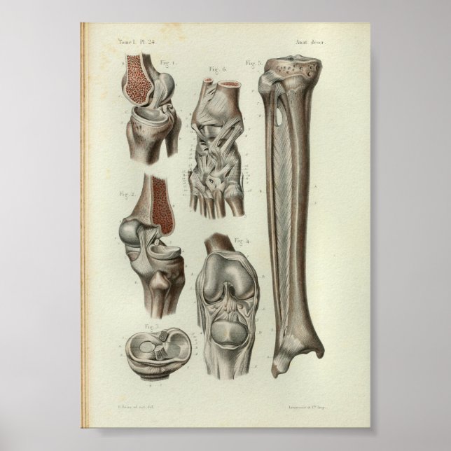 Póster 1844 Vintage Anatomy Print Knee Ankle (Frente)