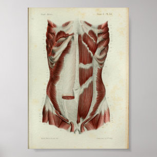 Póster 1844 Vintage Anatomy Print Muscles Chest