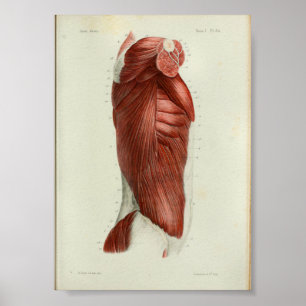 Poster 1844 Vintage Anatomy Print Muscles Torso