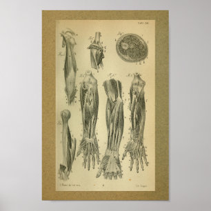 Póster 1850 Vintage Anatomy Print Arm Muscles