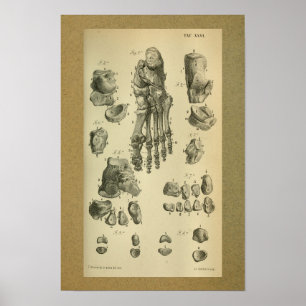 Poster 1850 Vintage Anatomy Print Foot Ankle