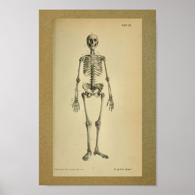 Póster 1850Esqueleto de Anatomia Vintage (Frente)