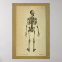 1850Esqueleto de Anatomia Vintage