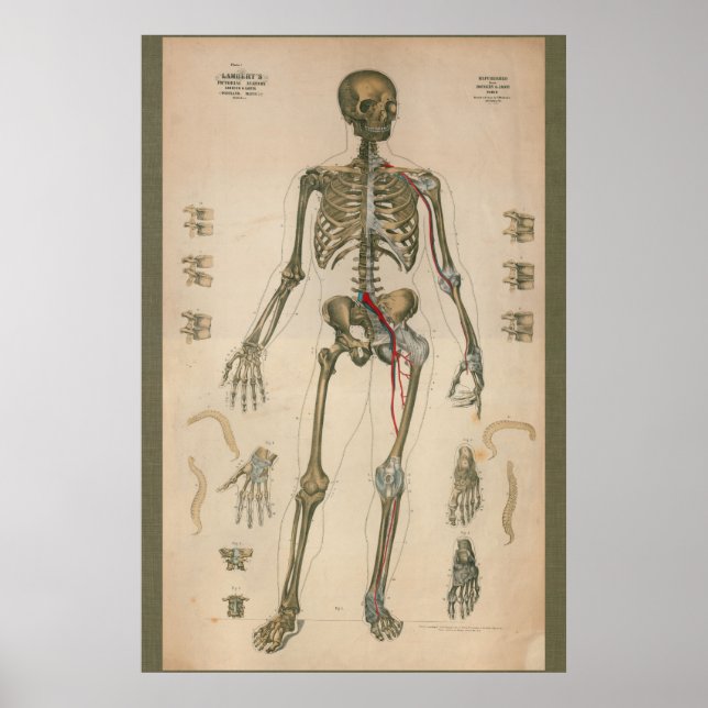 Póster 1851 Vintage Anatomia Esqueletal (Frente)
