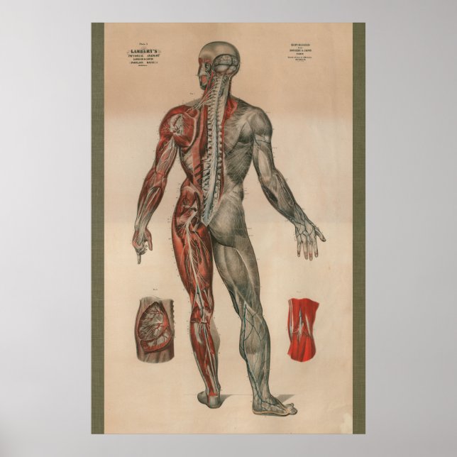 Poster 1851 Vintage Nerves Anatomia Muscular (Frente)