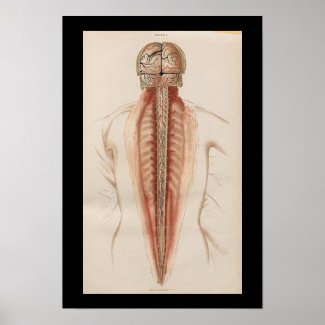 Póster 1852 Anatomia Vintage Cérebro Espinal (Frente)