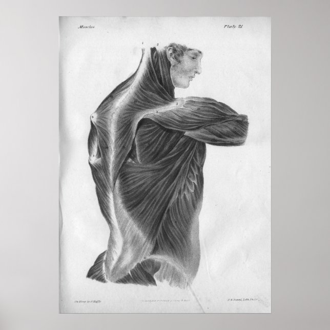 Póster 1854 Anatomia Vintage Músculos dorsais B/W Impress (Frente)