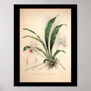 Póster 1860 Vintage Orchid Flower Print Pink