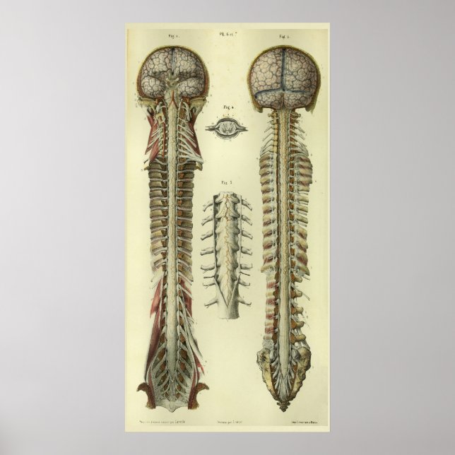 Póster 1866 Medula Espinhal Cérebro Nervos Anatomia Impre (Frente)