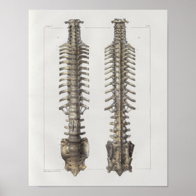 Póster 1867 Coluna Espinhal Ossos Anatomia-Vintage Impres (Frente)