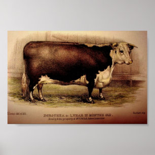 Poster 1874 Engrenando Hereford Cattle DOROTHEA Leominste