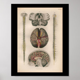 Poster 1879 Vintage Bock Anatomy Print Brain Spine