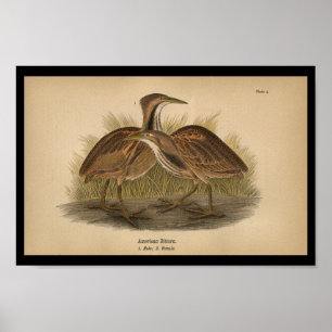 Póster 1890 Bird Print American Bittern