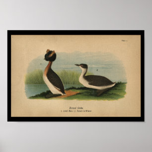 Póster 1890 Bird Print Horned Grebe
