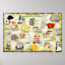Poster 18x12 Cogumelos de Vermont