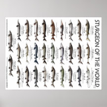 POSTER - 18X24 - ESTÚGIO DO MUNDO