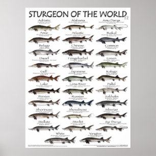 POSTER - 18X24 - ESTÚGIO DO MUNDO - peixes
