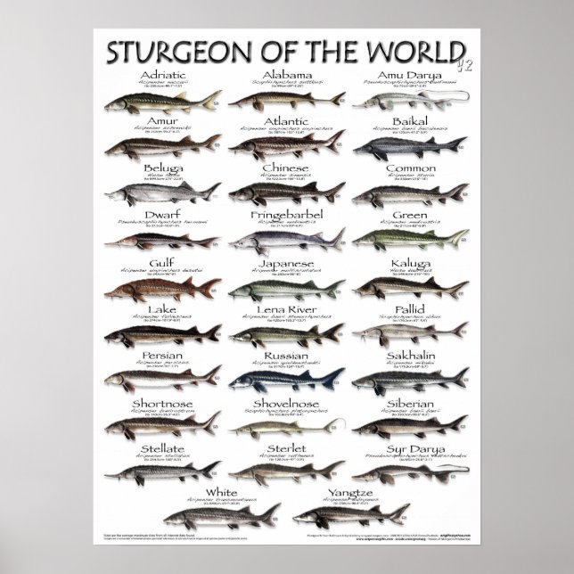 POSTER - 18X24 - ESTÚGIO DO MUNDO - peixes (Frente)