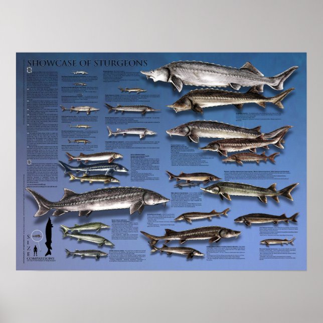 POSTER - 18X24 - SHOWCASE of STURGEONS (Frente)