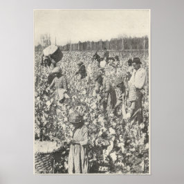 Póster 1916 Pegando Algodão